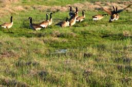 CANADIAN GEESE